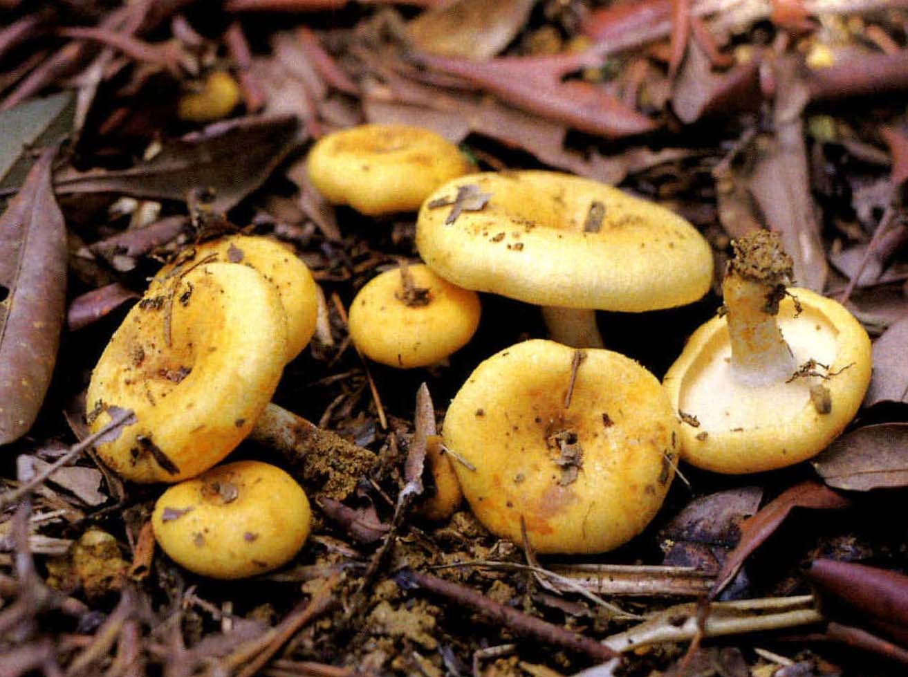 Lactarius luteotus Peck